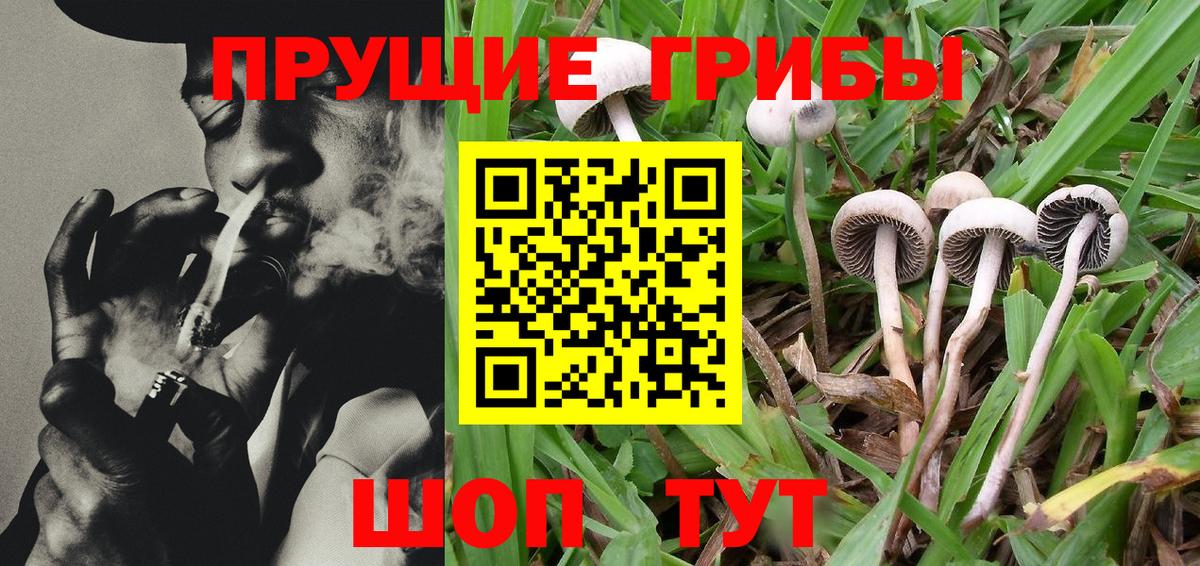 Галлюциногенные грибы Psilocybine cubensis  Вход с VPN  хочу   Кунгур 